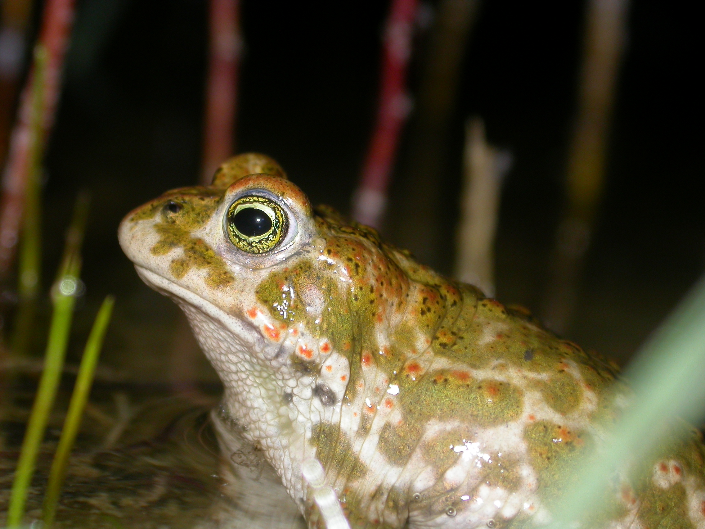 Crapaud calamite mâle